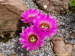 Echinocereus reichenbachii